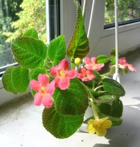 episcia lilacina lemon