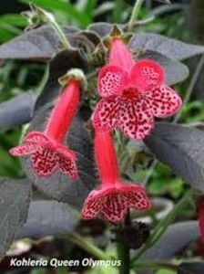 kohleria queen olympus