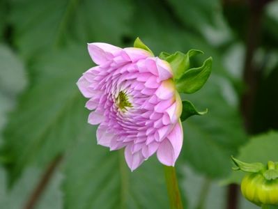 prima dalie, 30 aprilie