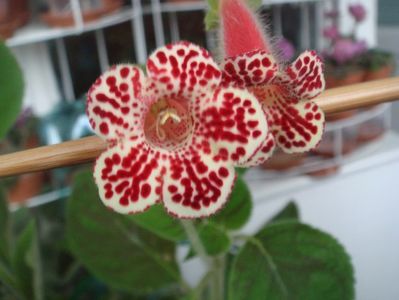 kohleria bibbi