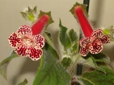 kohleria bibbi