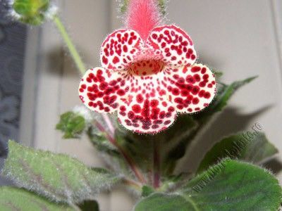 kohleria bibbi