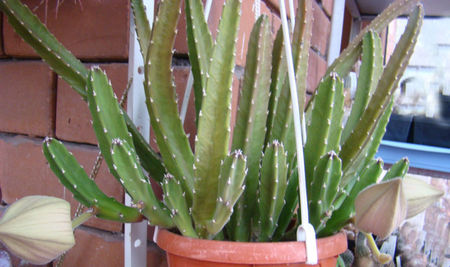 Stapelia grandiflora