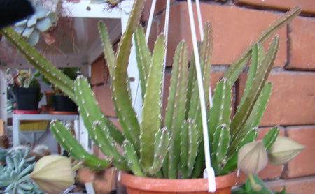 Stapelia grandiflora