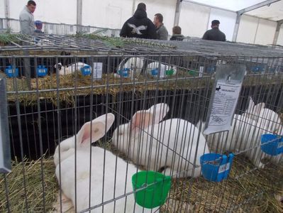expozitie porumbei 053