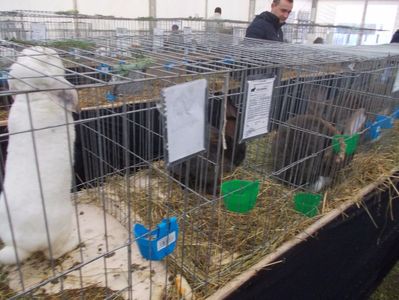 expozitie porumbei 058