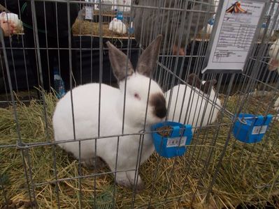 expozitie porumbei 064