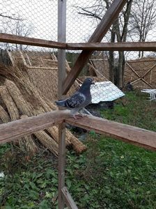 received_149145949178180
