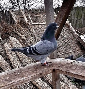 received_149144899178285