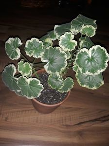 Muscata variegata cu flori portocalii