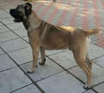 145827331_5_644x461_mascul-cane-corso-pentru-monta-dolj_rev014