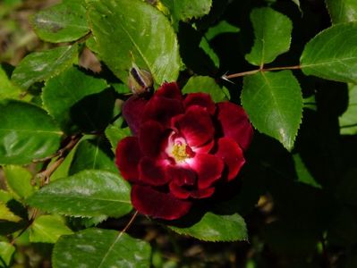 Souv du Docteur Jamain, prima floare, 14 Mai