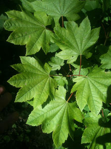 Acer shirasawanum