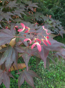 Acer palmatum