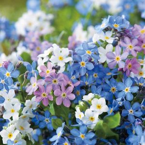 Seminte flori Nu ma uita; Seminte de flori Nu ma uita - Forget Me Not Myosotis Victoria Mix
