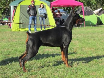 femela dobermann,pedigree a, buna tipicitate,f bun temperament