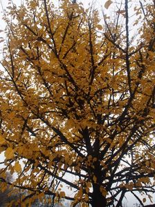 Ulm in noiembrie; noiembrie 2017
