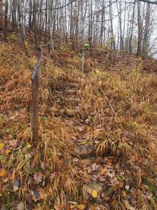 ...paduricea se pregateste de iarna; noiembrie 2017
