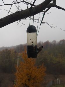 ...ce repede s-a terminat hrana; noiembrie 2017
