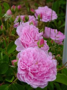 Harlow Carr