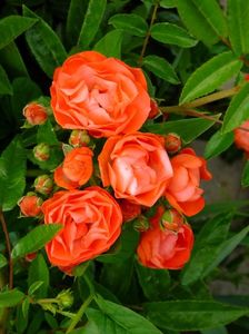 Orange Morsdag
