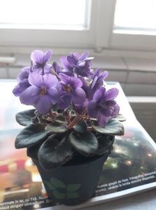 Violete Africane; Mini violeta
