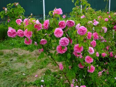 Gertrude Jekyll