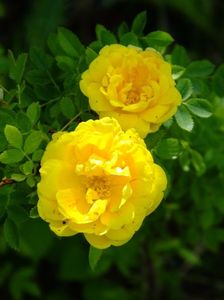 Persian Yellow