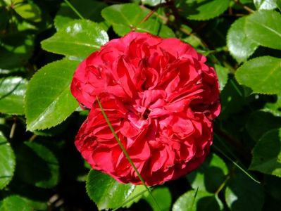 Red Leonardo da Vinci