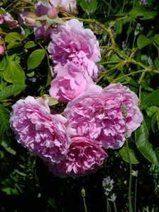 Harlow Carr