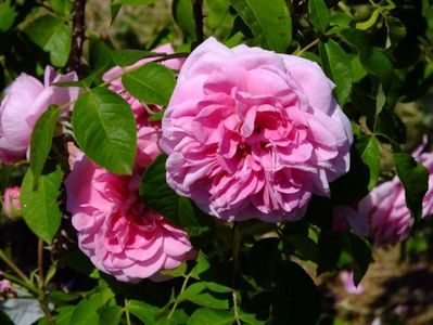 Gertrude Jekyll