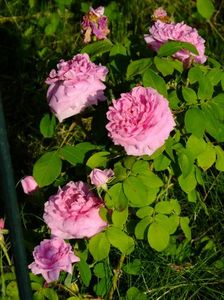 Comte de Chambord