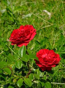 Red Leonardo da Vinci