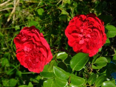 Red Leonardo da Vinci