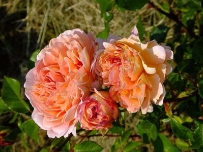 Abraham Darby 1
