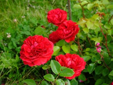 Red Leonardo da Vinci