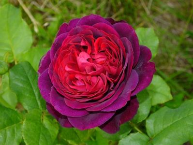 Astrid Grafin von H.