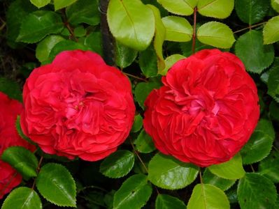 Red Leonardo da Vinci