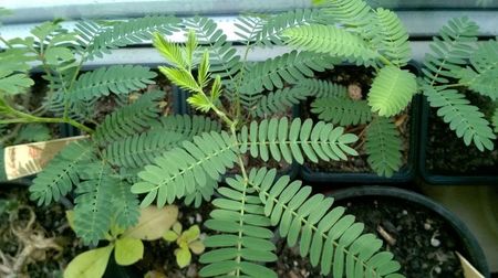 Albizia lophantha (Paraserianthes lophantha)