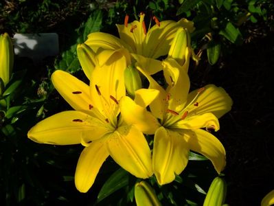 Crini Asiatici Pitici