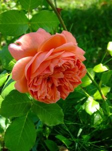 Summer Song; Oricat ar fi de fitos, tot nu as renunta la el.
