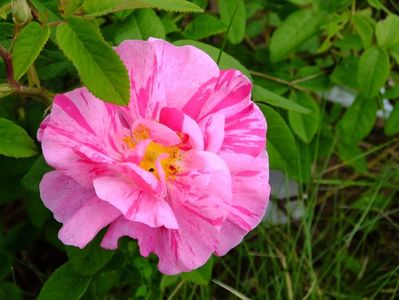 Rosa Mundi