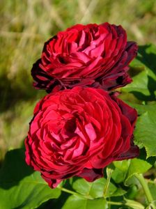 Astrid Grafin von H.