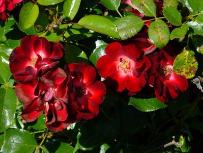 Patrick Poivre d'Arvoire