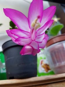 thumbnail (33)