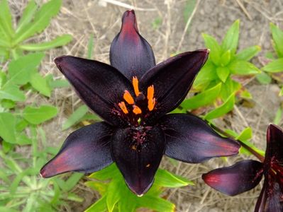 Soiul meu preferat. Negriciosul il alint.