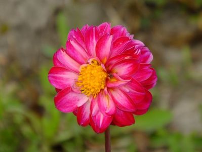 Dalie din seminte; In fiecare an ne adunam semintele de la daliile pitice, iar primavara experimentam cu ele. Apar tot felul de combinatii.
