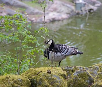 Branta Leucopsis