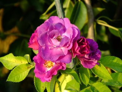 Rhapsody in Blue