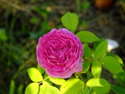 Reine de Violettes